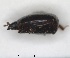  ( - RMNH.INS.1531813)  @11 [ ] by-nc-sa (2024) Unspecified Naturalis Biodiversity Centre