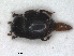  ( - RMNH.INS.1531814)  @11 [ ] by-nc-sa (2024) Unspecified Naturalis Biodiversity Centre
