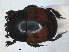  ( - RMNH.INS.1531816)  @11 [ ] by-nc-sa (2024) Unspecified Naturalis Biodiversity Centre