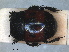  ( - RMNH.INS.1531817)  @11 [ ] by-nc-sa (2024) Unspecified Naturalis Biodiversity Centre
