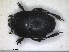 ( - RMNH.INS.1531820)  @11 [ ] by-nc-sa (2024) Unspecified Naturalis Biodiversity Centre