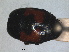  ( - RMNH.INS.1531823)  @11 [ ] by-nc-sa (2024) Unspecified Naturalis Biodiversity Centre