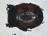  ( - RMNH.INS.1531824)  @11 [ ] by-nc-sa (2024) Unspecified Naturalis Biodiversity Centre