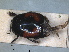  ( - RMNH.INS.1531825)  @11 [ ] by-nc-sa (2024) Unspecified Naturalis Biodiversity Centre