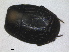  ( - RMNH.INS.1531826)  @11 [ ] by-nc-sa (2024) Unspecified Naturalis Biodiversity Centre