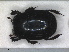  (Hister moerens - RMNH.INS.1531831)  @11 [ ] by-nc-sa (2024) Unspecified Naturalis Biodiversity Centre