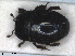  ( - RMNH.INS.1531832)  @11 [ ] by-nc-sa (2024) Unspecified Naturalis Biodiversity Centre