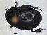  (Hister sepulchralis - RMNH.INS.1531837)  @11 [ ] by-nc-sa (2024) Unspecified Naturalis Biodiversity Centre