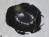  ( - RMNH.INS.1531839)  @11 [ ] by-nc-sa (2024) Unspecified Naturalis Biodiversity Centre