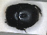  ( - RMNH.INS.1531841)  @11 [ ] by-nc-sa (2024) Unspecified Naturalis Biodiversity Centre