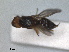  ( - RMNH.INS.1531862)  @11 [ ] by-nc-sa (2024) Unspecified Naturalis Biodiversity Centre