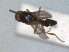  ( - RMNH.INS.1531863)  @11 [ ] by-nc-sa (2024) Unspecified Naturalis Biodiversity Centre