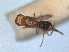  ( - RMNH.INS.1531866)  @11 [ ] by-nc-sa (2024) Unspecified Naturalis Biodiversity Centre