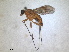  (Chrysopilus laetus - RMNH.INS.1531883)  @11 [ ] by-nc-sa (2024) Unspecified Naturalis Biodiversity Centre