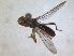  ( - RMNH.INS.1531895)  @11 [ ] by-nc-sa (2024) Unspecified Naturalis Biodiversity Centre