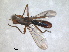  ( - RMNH.INS.1531896)  @11 [ ] by-nc-sa (2024) Unspecified Naturalis Biodiversity Centre