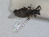  ( - RMNH.INS.1531900)  @11 [ ] by-nc-sa (2024) Unspecified Naturalis Biodiversity Centre