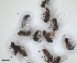  ( - RMNH.INS.1531902)  @11 [ ] by-nc-sa (2024) Unspecified Naturalis Biodiversity Centre