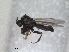  ( - RMNH.INS.1531905)  @11 [ ] by-nc-sa (2024) Unspecified Naturalis Biodiversity Centre