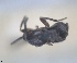  (Holoplagia - RMNH.INS.1531907)  @11 [ ] by-nc-sa (2024) Unspecified Naturalis Biodiversity Centre