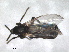  ( - RMNH.INS.1531912)  @11 [ ] by-nc-sa (2024) Unspecified Naturalis Biodiversity Centre