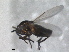  (Thripomorpha cooki - RMNH.INS.1531913)  @11 [ ] by-nc-sa (2024) Unspecified Naturalis Biodiversity Centre
