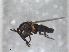  ( - RMNH.INS.1531914)  @11 [ ] by-nc-sa (2024) Unspecified Naturalis Biodiversity Centre