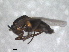  (Thripomorpha coxendix - RMNH.INS.1531915)  @11 [ ] by-nc-sa (2024) Unspecified Naturalis Biodiversity Centre