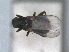  (Ischiolepta denticulata - RMNH.INS.1531919)  @11 [ ] by-nc-sa (2024) Unspecified Naturalis Biodiversity Centre