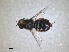  ( - RMNH.INS.1531934)  @11 [ ] by-nc-sa (2024) Unspecified Naturalis Biodiversity Centre