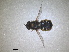  ( - RMNH.INS.1531936)  @11 [ ] by-nc-sa (2024) Unspecified Naturalis Biodiversity Centre