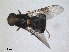  ( - RMNH.INS.1531937)  @11 [ ] by-nc-sa (2024) Unspecified Naturalis Biodiversity Centre