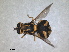  ( - RMNH.INS.1531938)  @11 [ ] by-nc-sa (2024) Unspecified Naturalis Biodiversity Centre
