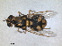  ( - RMNH.INS.1531939)  @11 [ ] by-nc-sa (2024) Unspecified Naturalis Biodiversity Centre