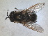  (Callicera fagesii - RMNH.INS.1531948)  @11 [ ] by-nc-sa (2024) Unspecified Naturalis Biodiversity Centre
