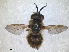  ( - RMNH.INS.1531949)  @11 [ ] by-nc-sa (2024) Unspecified Naturalis Biodiversity Centre