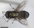  ( - RMNH.INS.1531961)  @11 [ ] by-nc-sa (2024) Unspecified Naturalis Biodiversity Centre