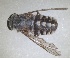  ( - RMNH.INS.1531968)  @11 [ ] by-nc-sa (2024) Unspecified Naturalis Biodiversity Centre