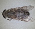  ( - RMNH.INS.1531970)  @11 [ ] by-nc-sa (2024) Unspecified Naturalis Biodiversity Centre
