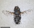  ( - RMNH.INS.1531974)  @11 [ ] by-nc-sa (2024) Unspecified Naturalis Biodiversity Centre