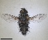  ( - RMNH.INS.1531975)  @11 [ ] by-nc-sa (2024) Unspecified Naturalis Biodiversity Centre