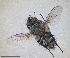  ( - RMNH.INS.1531976)  @11 [ ] by-nc-sa (2024) Unspecified Naturalis Biodiversity Centre