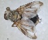  ( - RMNH.INS.1531984)  @11 [ ] by-nc-sa (2024) Unspecified Naturalis Biodiversity Centre