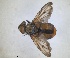  ( - RMNH.INS.1531985)  @11 [ ] by-nc-sa (2024) Unspecified Naturalis Biodiversity Centre