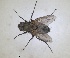  ( - RMNH.INS.1531992)  @11 [ ] by-nc-sa (2024) Unspecified Naturalis Biodiversity Centre