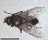  ( - RMNH.INS.1531993)  @11 [ ] by-nc-sa (2024) Unspecified Naturalis Biodiversity Centre