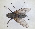  ( - RMNH.INS.1531994)  @11 [ ] by-nc-sa (2024) Unspecified Naturalis Biodiversity Centre