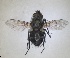  ( - RMNH.INS.1531998)  @11 [ ] by-nc-sa (2024) Unspecified Naturalis Biodiversity Centre
