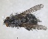  ( - RMNH.INS.1531999)  @11 [ ] by-nc-sa (2024) Unspecified Naturalis Biodiversity Centre