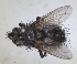  ( - RMNH.INS.1532000)  @11 [ ] by-nc-sa (2024) Unspecified Naturalis Biodiversity Centre
